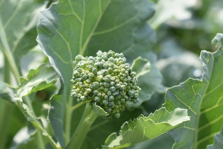 happy rich broccoli