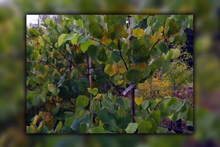 hearts of gold redbud trees are native redbud varieties to north america