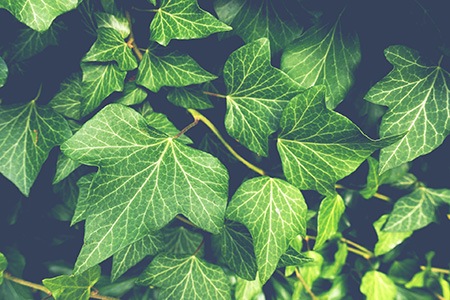 himalayan ivy