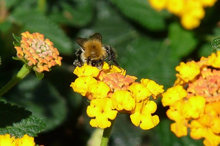 there are different types of lantana, like hybrid lantana, that can produce flowers for longer duration in comparison to other plants