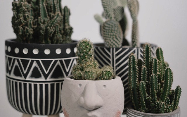 indoor cactus types thumbnail