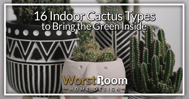 indoor cactus types