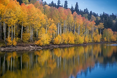 japanese aspen tree are one of the famous types of aspen trees with their beautiful oval-shaped leaves