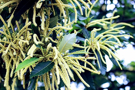 some chestnut tree varieties, like japanese chestnut tree, are extremely costly to grow