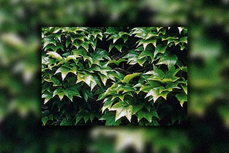 japanese ivy
