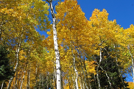 korean aspen tree are special aspen varieties with their flourishing foliage creating circular crown