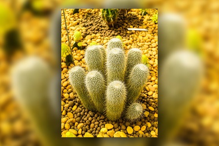 ladyfinger cactus