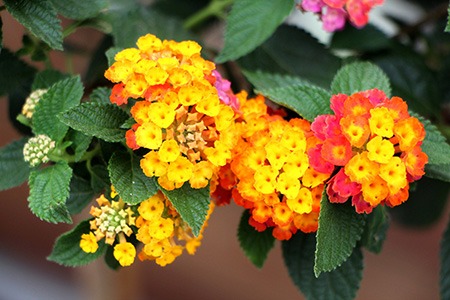 lantana camara