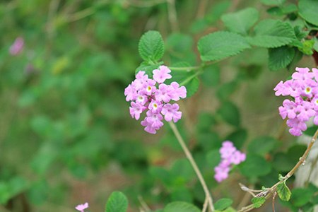 lantana lucky lavender