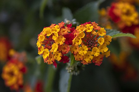 lantana radiation