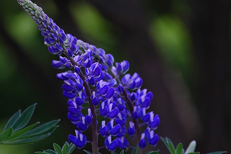 large-leaved lupine