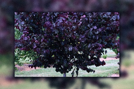 merlot redbud trees are hybrid redbud tree types