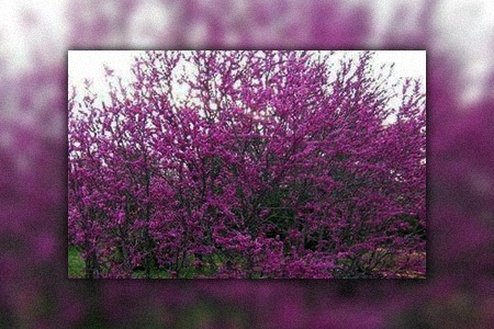 mexican redbud trees