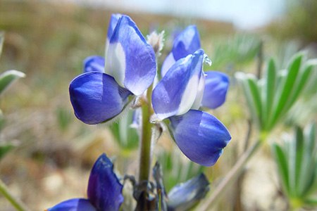 unlike other lupine species, miniature lupine is so small and has two colors