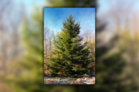 mountain hemlock tree is one of the largest types of hemlock trees in general