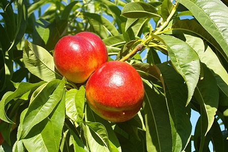 nectarine tree