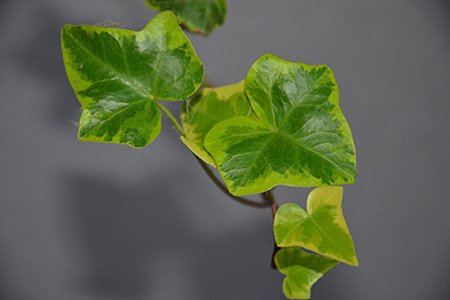 north african ivy