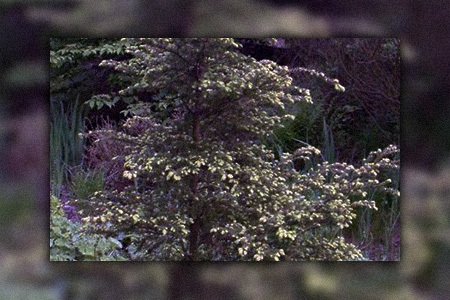 northern japanese hemlock tree