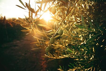 you might not write olive tree if you were to create a list of fruit trees but it olives are actually fruits