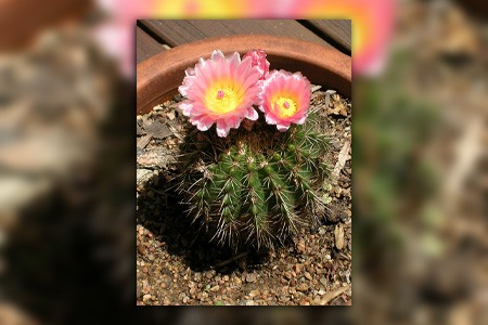 parodia cactus