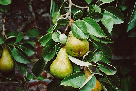 there are different kinds of fruit trees, like pear tree, that can be found almost anywhere in the world