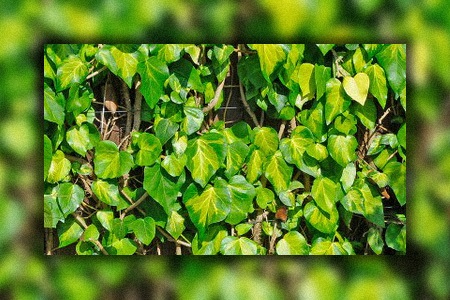 persian ivy is the fastest-growing ivy types