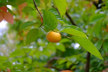 persimmon tree