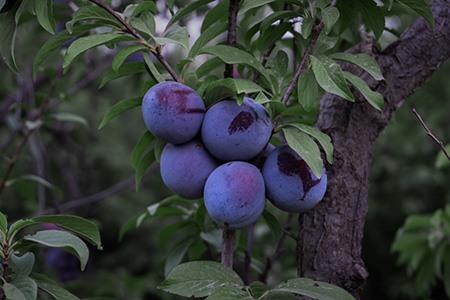 plum tree