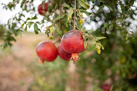 pomegranate tree