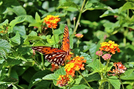 prairie lantana