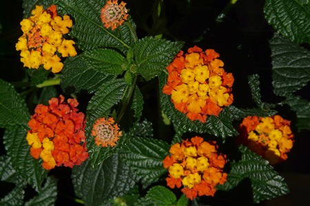 pumpkin patch lantana