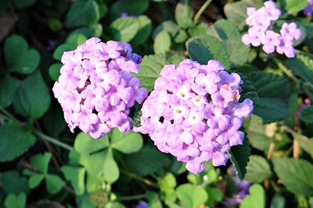 some types of lantana, like purple trailing lantana, does not require lots of maintenance to grow
