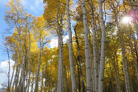 quaking aspen tree is the most popular types of aspen