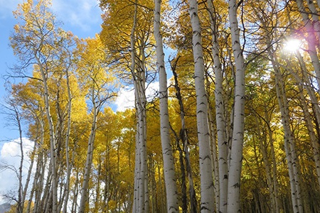 Quaking Aspen Tree 