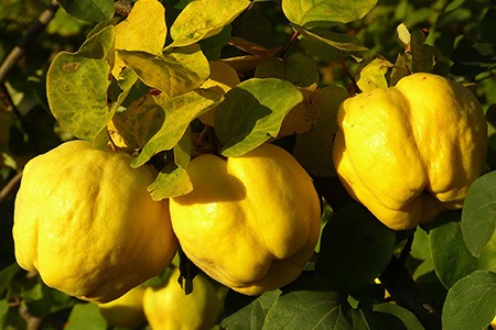 quince tree