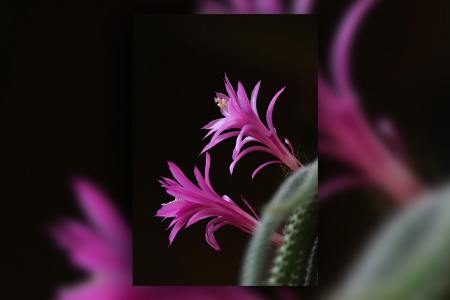 rat tail cactus can be a good alternative to many types of cactus indoors with their beautiful violet-red colored flowers