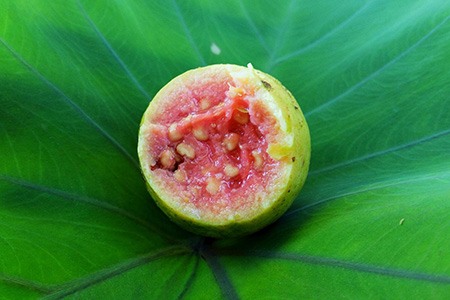 red indian guava is perfect for people who are looking for different types of guava