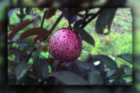 red malaysian guava is unique types of guava with its tree of red leaves and pink flowers