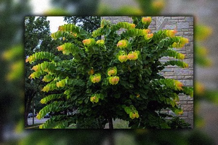 if you encounter to heart-shaped leaves, you are probably looking at one of the famous redbud tree varieties named rising sun redbud trees