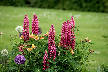 riverbank lupine is one of the unique types of lupine that have purple flowers