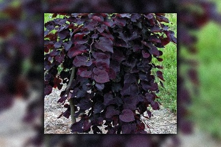 ruby falls redbud trees are different than other types of redbuds since their branches droop downward