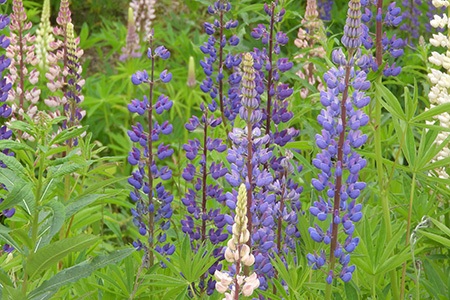 if you are looking for fast-growing lupine plant varieties, you must go with silver lupine