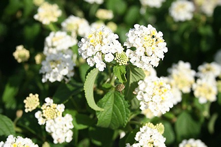 silver mound lantana