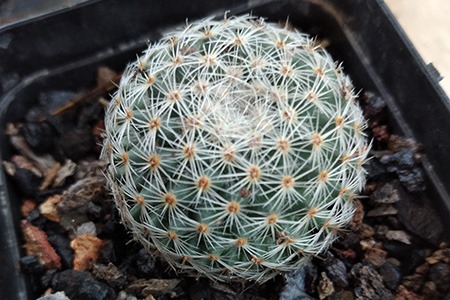 the most unique indoor cactus types is nothing else than snowball cactus, its body is completely covered by white spines