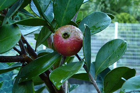 some guava species are named after another fruits that tastes the same with them and strawberry guava is one of them