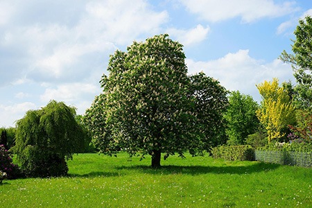 some types of chestnut tree, like sweet chestnut tree, have cast girths reaching up to 2 meters