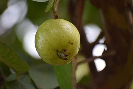 if you love sweet guava types, sweet white indonesian guava is just for you