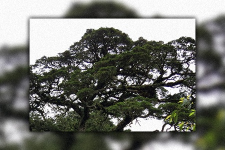 taiwan hemlock tree is one of the unique hemlock tree varieties; it has a long trunk and bark unlike a pyramid-shaped canopy