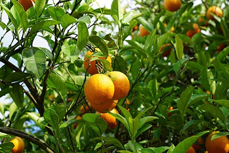 tangerine tree