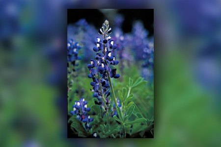 texas bluebonnet lupine